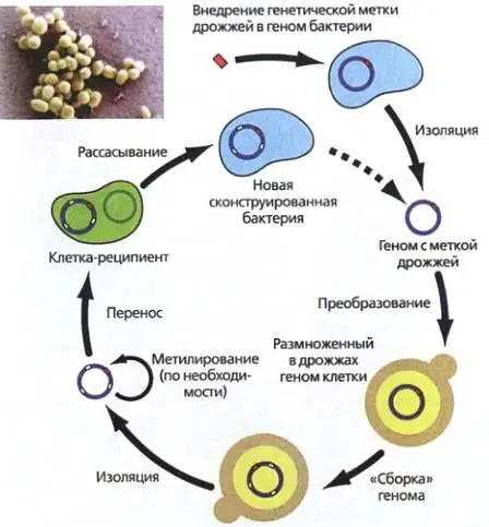 Колония синтетических бактерий под микроскопом вверху и схема эксперимента по - фото 19
