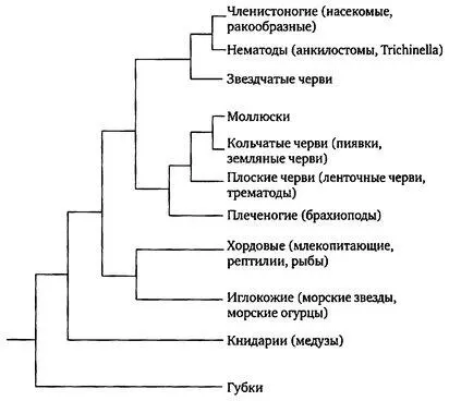 Эволюционные отношения животных приводится с разрешения Э Нолла и С - фото 2