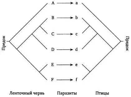 Сто лет назад биологи считали эту историю простой и скучной Отказавшись от - фото 3