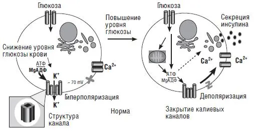 Рис 13 Механизм секреции инсулина у здоровых людейPolak М Cave Н 2007 - фото 38