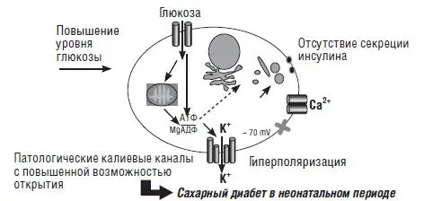 Рис 14 Изменение секреции инсулина при генетически измененном калиевом - фото 39