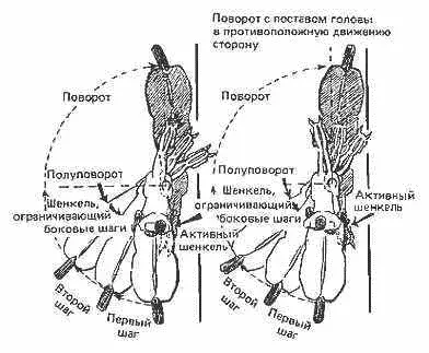 Рис 28 Повороты на передних ногах Принято считать поворот на задних ногах - фото 28