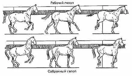 Рис 32 Галоп с правой ноги После третьей фазы следует фаза свободного - фото 32