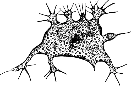 Фагоциты бипиннарии слившиеся в общий комок вокруг капельки крови В Мессине - фото 232