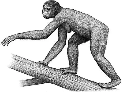 Ардипитек Ardipithecus ramidus Эфиопия 44 млн лет назад Вплоть до 2009 - фото 9