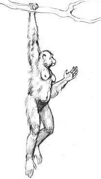 Ардипитек Ardipithecus ramidus Эфиопия 44 млн лет назад Раскопки были - фото 10
