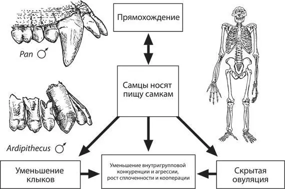 Логика начальных этапов эволюции гоминид по Оуэну Лавджою По рисунку из - фото 11