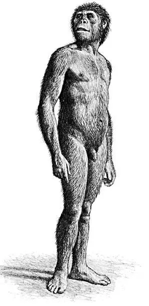 Афарский австралопитек Australopithecus afarensis Восточная Африка 4029 - фото 14
