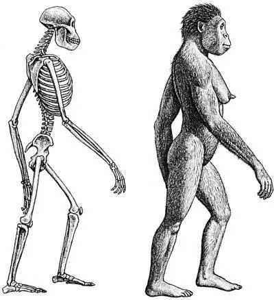 Африканский австралопитек Australopithecus africanus Южная Африка 3324 - фото 15