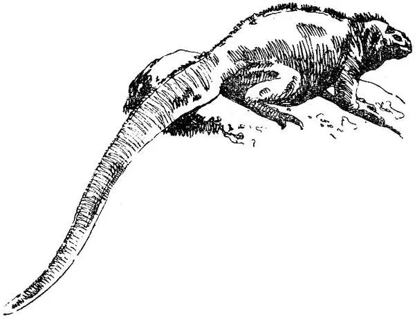Морская ящерица на глыбе застывшей лавы В своей книге о Галапагосе Уильям Биб - фото 4