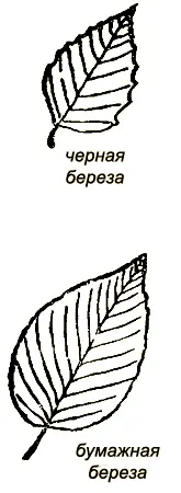 В лесу Бернса они скоро наткнулись на большое березовое бревно Мальчики стали - фото 51