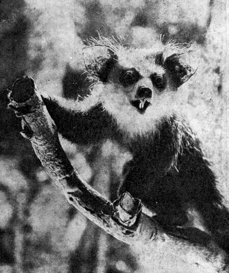 Мадагаскарская руконожка или айай Другой портрет зверька помещен на 4й - фото 8