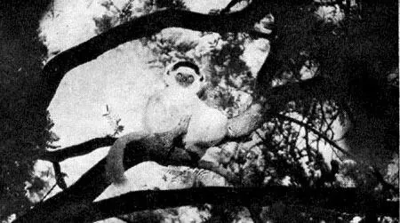 Редкая сифака Верро Лемуры обрабатывают дерево с вкусными листочками и - фото 12