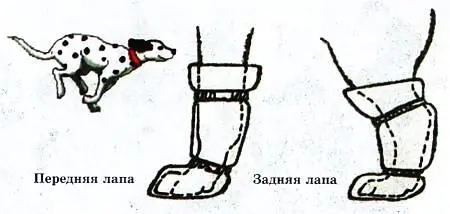 Давайте клонировать растения Именно такое предложение исходит от Ольги - фото 5