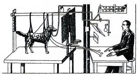 Рисунок из труда И ПавловаУсловные рефлексы 1916 г иллюстрирующий - фото 25
