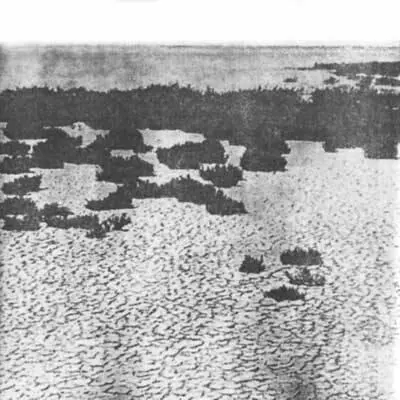 Фото 94 В мелководных лагунах области Камарг на юге Франции для растений - фото 98