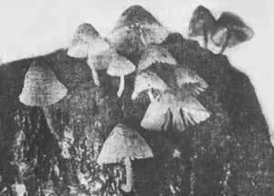 Фото 99а Днем в этой группе пластинчатых грибов Mycena luxcoeli родина - фото 103