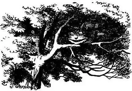 Did you say pig or fig said the Cat I said pig replied Aliceand I wish - фото 28