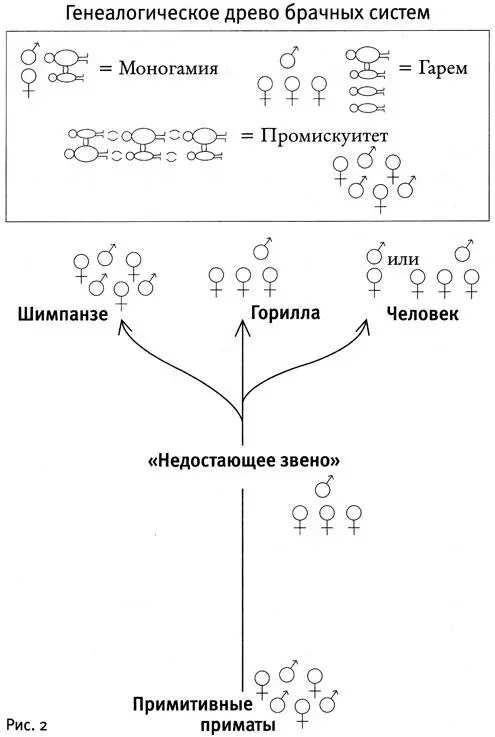 Таким образом получается что у двух из трех видов приматов произошедших от - фото 2