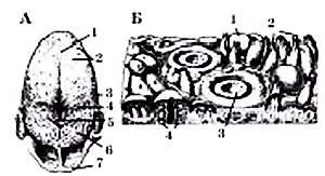 Схема строения языка А 1 срединная бороздка языка 2 грибовидные - фото 5