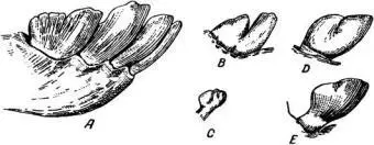 Рис 86 А передние зубы нижней челюсти жирафы В молочный клык жирафы С - фото 88