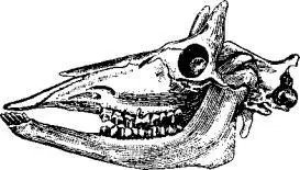 Рис 88 Череп самотерия жирафообразного животного из миоценовых слоев ова - фото 90