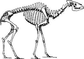 Рис 89 Скелет элладотерия жирафообразного животного из миоценовых слоев - фото 91