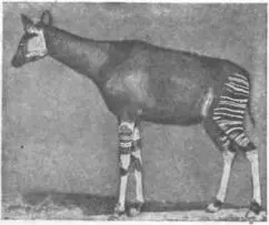 Рис 90 Самка окапи из Центральной Африки Экземпляр не вполне взрослый - фото 92