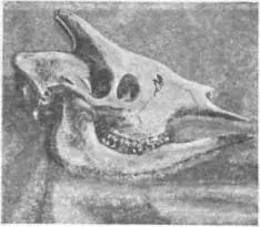 Рис 91 Череп самца окапи с заостренными рогами как у самотерия Рога не были - фото 93