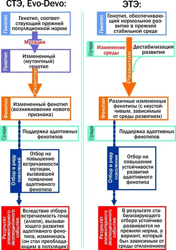 Ключевые этапы элементарного эволюционного изменения согласно СТЭ и EvoDevo с - фото 29