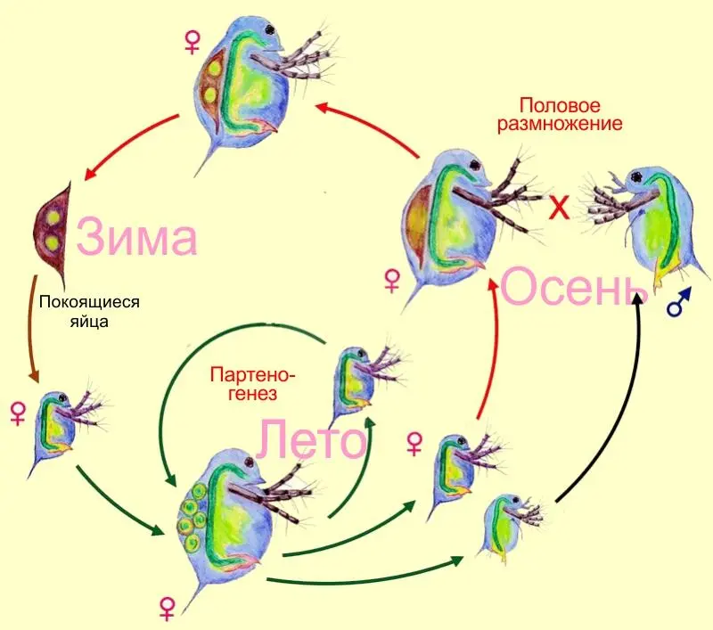 Циклический партеногенезу дафний Строго говоря такие способы воспроизводства - фото 24