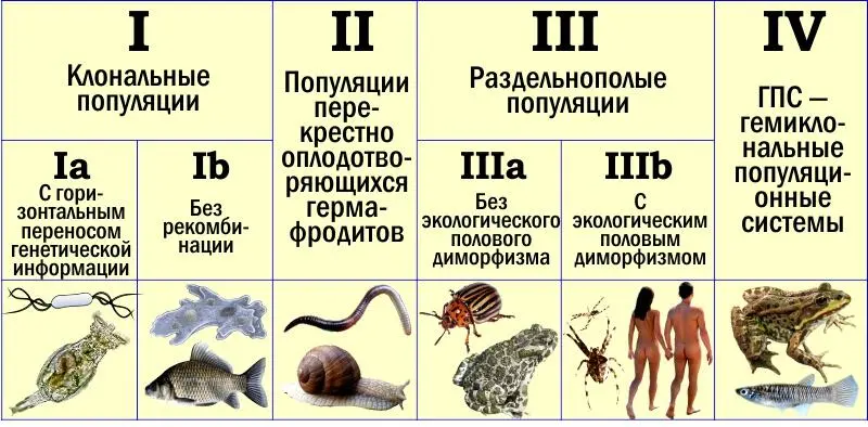 Классификация типов популяционного воспроизводства у видов с постоянным - фото 25