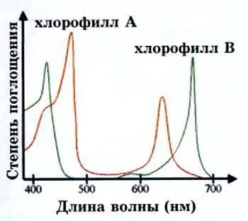 Распределение спектра хлорофилла Аи хлорофилла В На других планетах цвет - фото 16