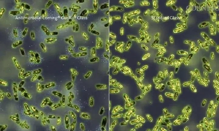 Справа обычное стекло слева антимикробное начинающее убивать бактерии - фото 24