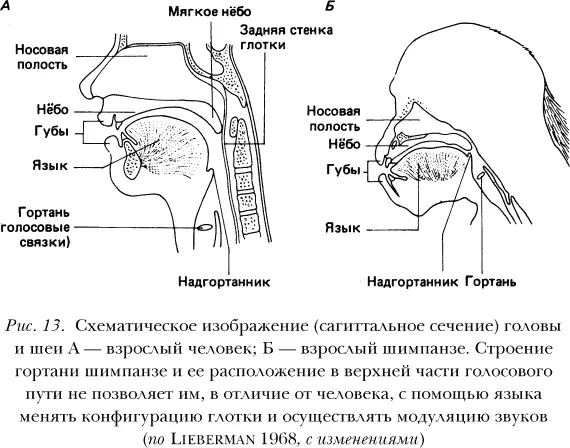 Р А и Б Т Гарднеры Gardner Gardner 1985 предположили что существует и - фото 12