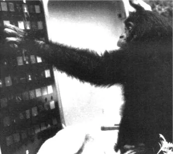 Рис 33 Канзи в возрасте 15 лет при виде банана вынутого из сумки нажимает - фото 34