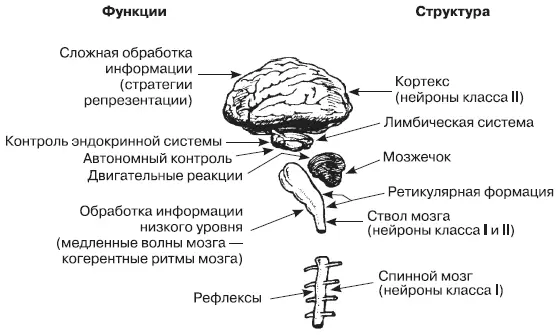 Иерархия нервной системы Нейрологические уровни и язык Как и все ключевые - фото 33