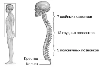 Позвоночник человека Спинной мозг это массив нервной ткани и дополнительных - фото 53