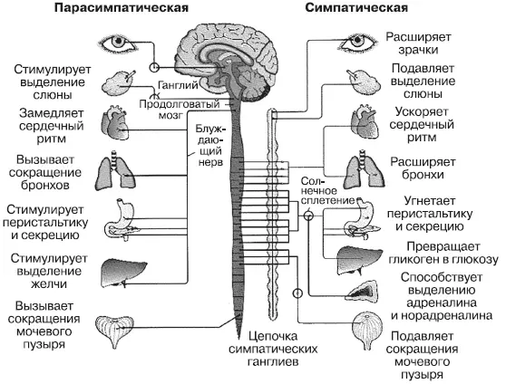 Автономная нервная система разделена на две ветви симпатическую и - фото 58