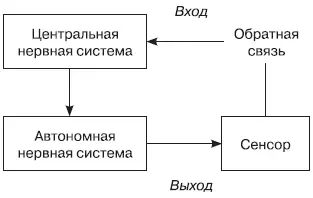 Процесс традиционной биологической обратной связи Человек может получать или - фото 60