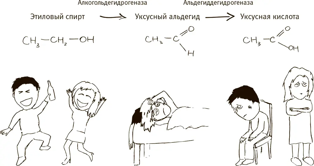 Две стадии переработки этилового спирта Алкогольдегидрогеназа превращает спирт - фото 19