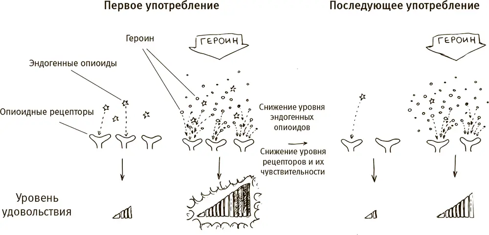 В норме мозг обеспечивает нас небольшим количеством эндогенных опиоидов - фото 22