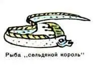 Рыба сельдяной король Камбалакалкан А потом опасные Ядовитая медуз - фото 204