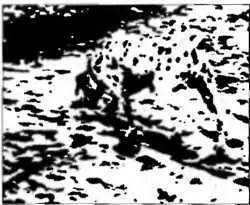 Рисунок 32 Далматинская собака Грегори фотография Рона Джеймса Принцип - фото 12