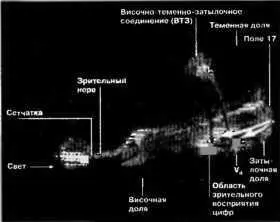 Рисунок 45 Стадии обработки цифр и цвете в мозгу человека иллюстрация Кэрол - фото 19