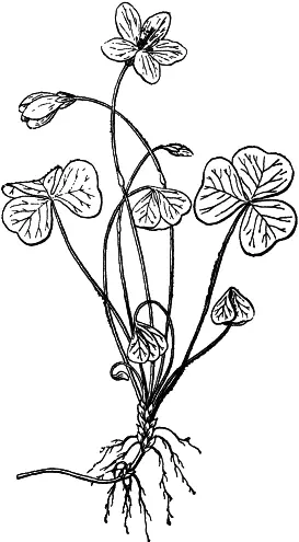 Рис 15 Кислица Кислица обыкновенная Oxalis acetosella В густом тенистом - фото 15