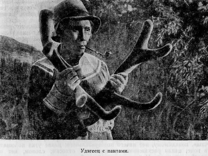 По рассказам тех же охотников и инородцев вместе с аксисом в Южноуссурийском - фото 26