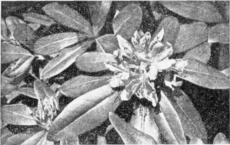 Рис 2 Вечнозеленый кустарник батумских лесов рододендрон понтийский Рис - фото 19