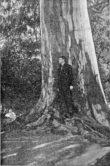 Рис 4 Ствол эвкалипта прутьевидного возраст этого мощного дерева около 80 - фото 21