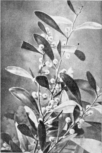 Рис 5 Ветви акации чернодревесной во время цветения Рис 6 Ветвь - фото 22